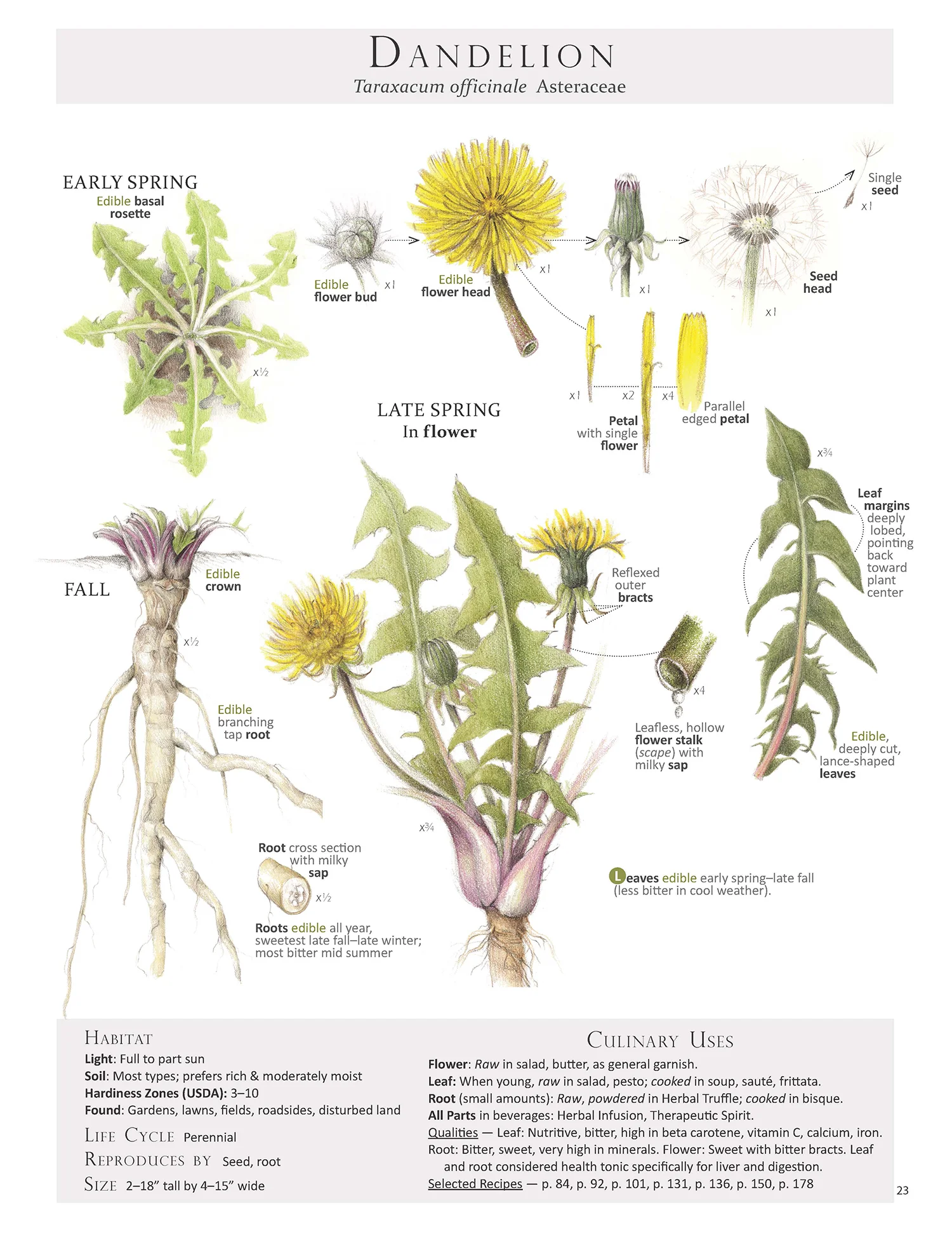 Dandelion-Taraxacum+officinale
